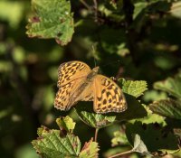 26 BentMLarsen, Skade, Odder Fotoklub