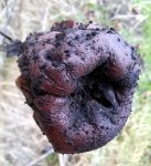 19 DortheChristensen, aeble, Fotomagerne Horsens