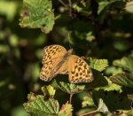 26 BentMLarsen, Skade, Odder Fotoklub