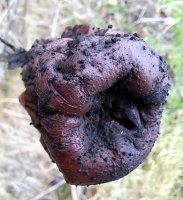 19 DortheChristensen, aeble, Fotomagerne Horsens