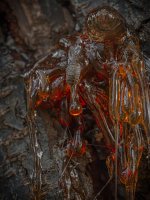 14 JensJensen, Harpiks.jpg, Odder Fotoklub