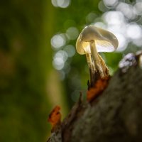 17 Benny, Staehr_Svamp_pa_gren, Fotoklubben Focus Silkeborg